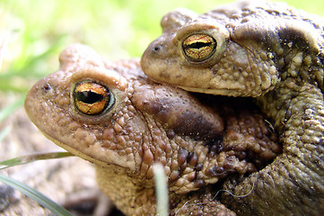 Image showing Toads