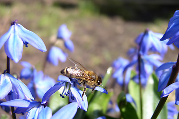 Image showing Flowers and a Bee