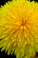 Image showing Dandelion