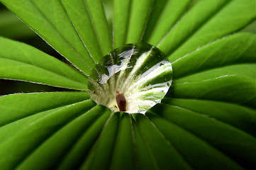 Image showing Drop on a Lupin