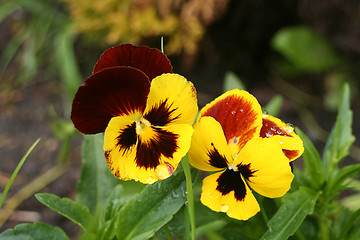 Image showing Flowers