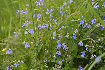 Image showing Flowers