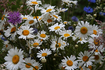 Image showing Daisies