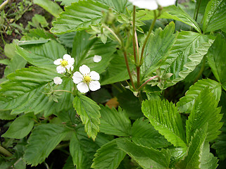 Image showing Strawberry in Bloom