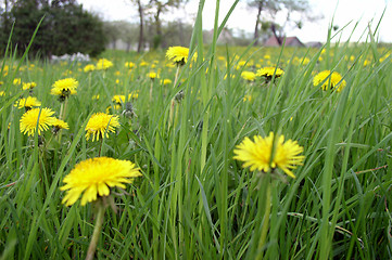 Image showing Dandelion Field