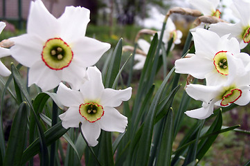 Image showing Narcissus