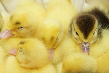 Image showing Yellow and black ducklings