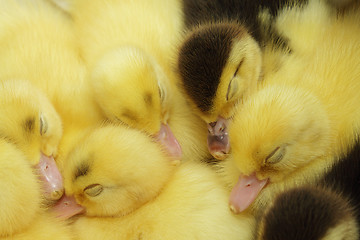 Image showing Sleeping ducklings