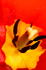 Image showing Tulip