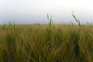 Image showing Meadow