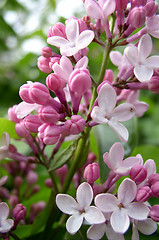 Image showing Lilac