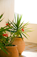 Image showing plants in ceramic pots santorini greece