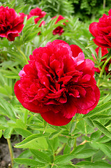 Image showing Peony