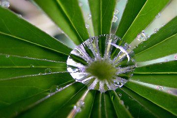 Image showing Lupin