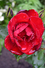 Image showing Rose