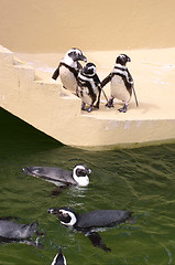 Image showing Penguins