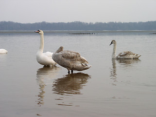 Image showing Swans