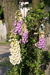 Image showing Flowers