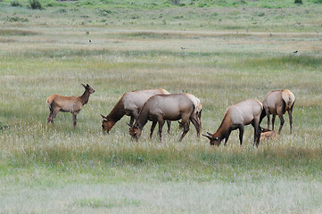 Image showing Elk