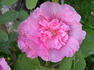 Image showing Hollyhock