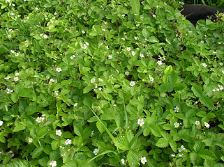 Image showing Strawberries in Bloom