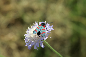 Image showing Bug and Flower