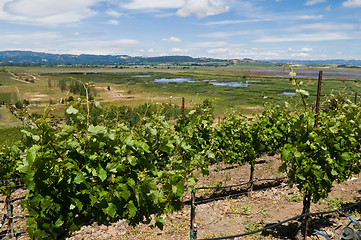 Image showing Sonoma Valley