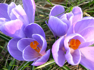 Image showing Crocus