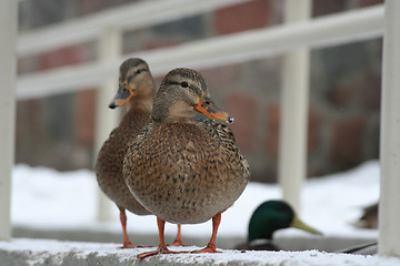 Image showing Ducks