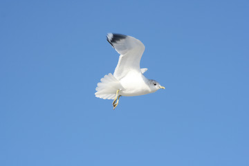 Image showing Bird in Flight