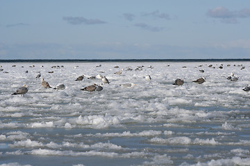 Image showing Birds in Winter