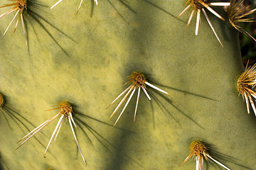 Image showing Cactus close-up