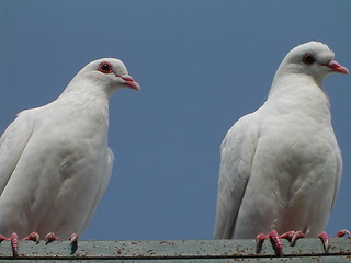 Image showing White Doves