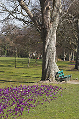 Image showing Parkland with purple crocus