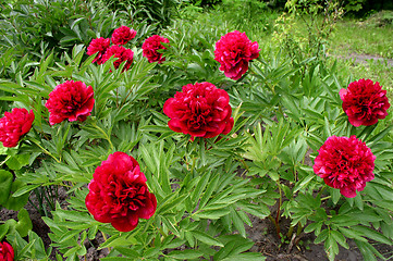 Image showing Peonies