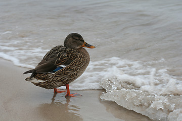 Image showing Duck