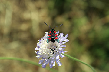 Image showing Bug and Flower