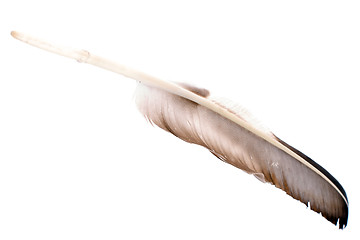 Image showing large feather isolated