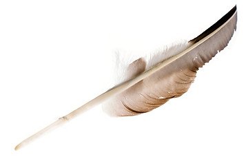 Image showing large feather on white
