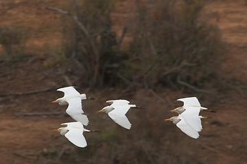 Image showing Formation Flying