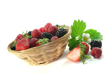 Image showing Forest berries