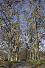 Image showing Winter trees