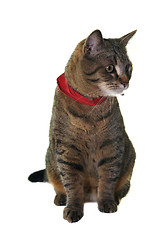 Image showing Cat portrait