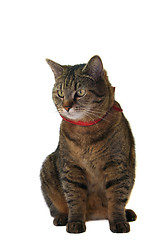 Image showing Cat portrait