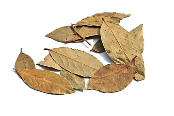 Image showing bay leaf