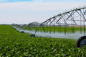 Image showing Irrigated Turnip Field