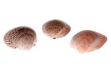 Image showing bivalve shells on white