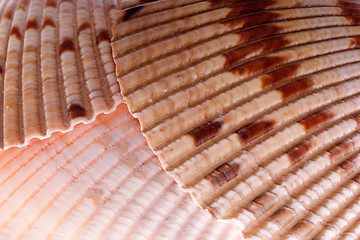 Image showing cockle shell detail