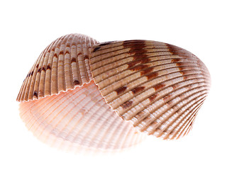 Image showing cockle shell stack