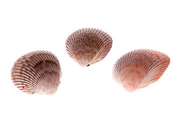 Image showing cockle shells